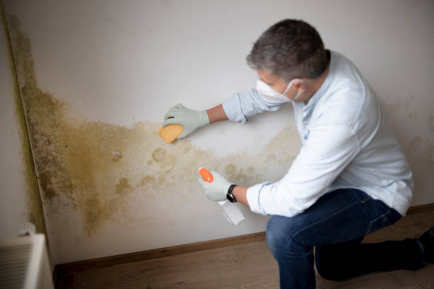Best Mold Damage Restoration  in Atlantic, IA