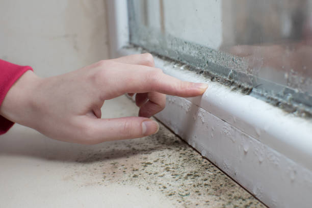 Best Crawl Space Mold Remediation  in Atlantic, IA