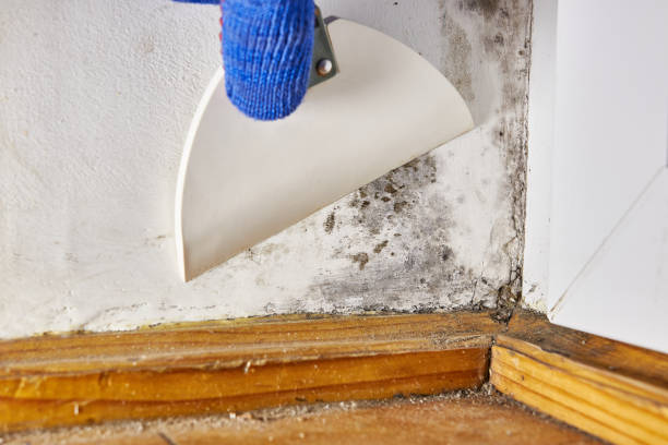 Best Asbestos and Lead Testing During Mold Inspection  in Atlantic, IA